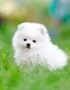 Nearby Culture Toy Pom Puppy | White Color