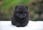 Nearby Culture Toy Pom Puppy | Black Color