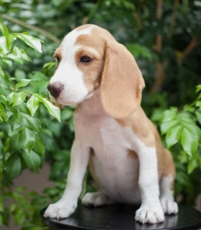 Nearby Beagle | Lemon & White | Puppy