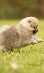Nearby Cuture Toy Pom Puppy | Cream Color
