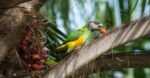 Senegal Parrot