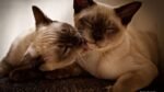 Nearby Siamese Cats & Kittens - Image 4