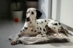 Nearby Dalmatian Puppy | Black & White Color