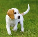 Nearby Beagle | Lemon & White | Puppy