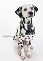Nearby Dalmatian Puppy | Black & White Color