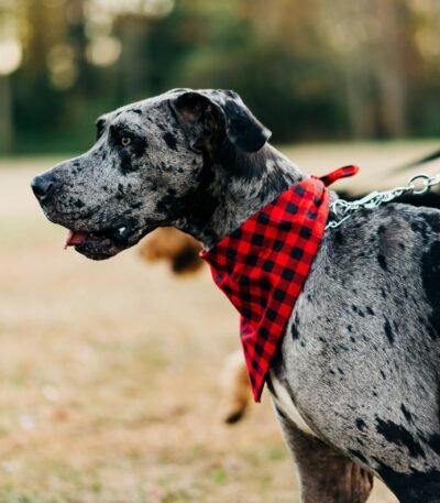 Nearby Great Dane Puppy | Harlequin Color
