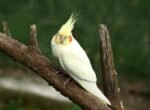 Cockatiel | Lutino