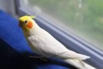 Cockatiel | Lutino