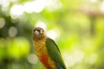 Green Cheek Conure