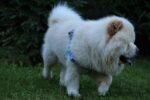 Nearby Chow Chow Puppy | Cream Color