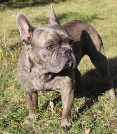 Nearby French Bulldog Puppy | Blue Color