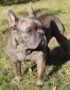 Nearby French Bulldog Puppy | Blue Color