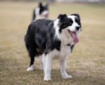 Nearby Border Collie Puppy