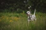 Nearby Dalmatian Puppy | Black & White Color - Image 3