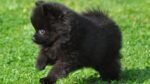 Nearby Culture Pom Puppy | Black Color