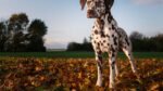 Nearby Dalmatian Puppy | White & Liver Brown
