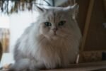 Nearby Persian Cats & Kittens - Image 5