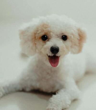 Nearby Standard Poodle Puppy | White Color