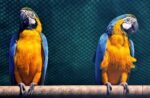 Nearby Blue & Gold Macaw - Image 5