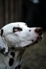 Nearby Dalmatian Puppy | White & Liver Brown