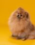 Nearby Culture Pom Puppy | Orange Color