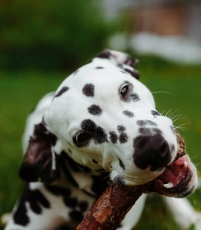 Nearby Dalmatian Puppy | White & Liver Brown
