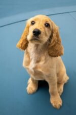 Nearby Cocker Spaniel Puppy