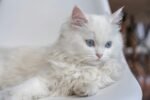 Nearby Persian Kittens with Blue Eyes - Image 2