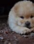 Nearby Chow Chow Puppy | Cream Color