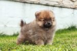 Nearby Culture Pom Puppy | Orange Color