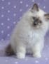 Ragdoll Cats & Kittens
