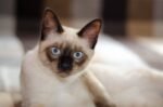 Siamese Cats & Kittens