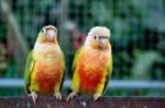 Green Cheek Conure