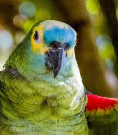 Orange Wing Amazon Parrots