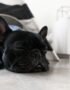 Nearby French Bulldog Puppy | Black Color