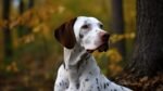 Nearby Dalmatian Puppy | White & Liver Brown - Image 4